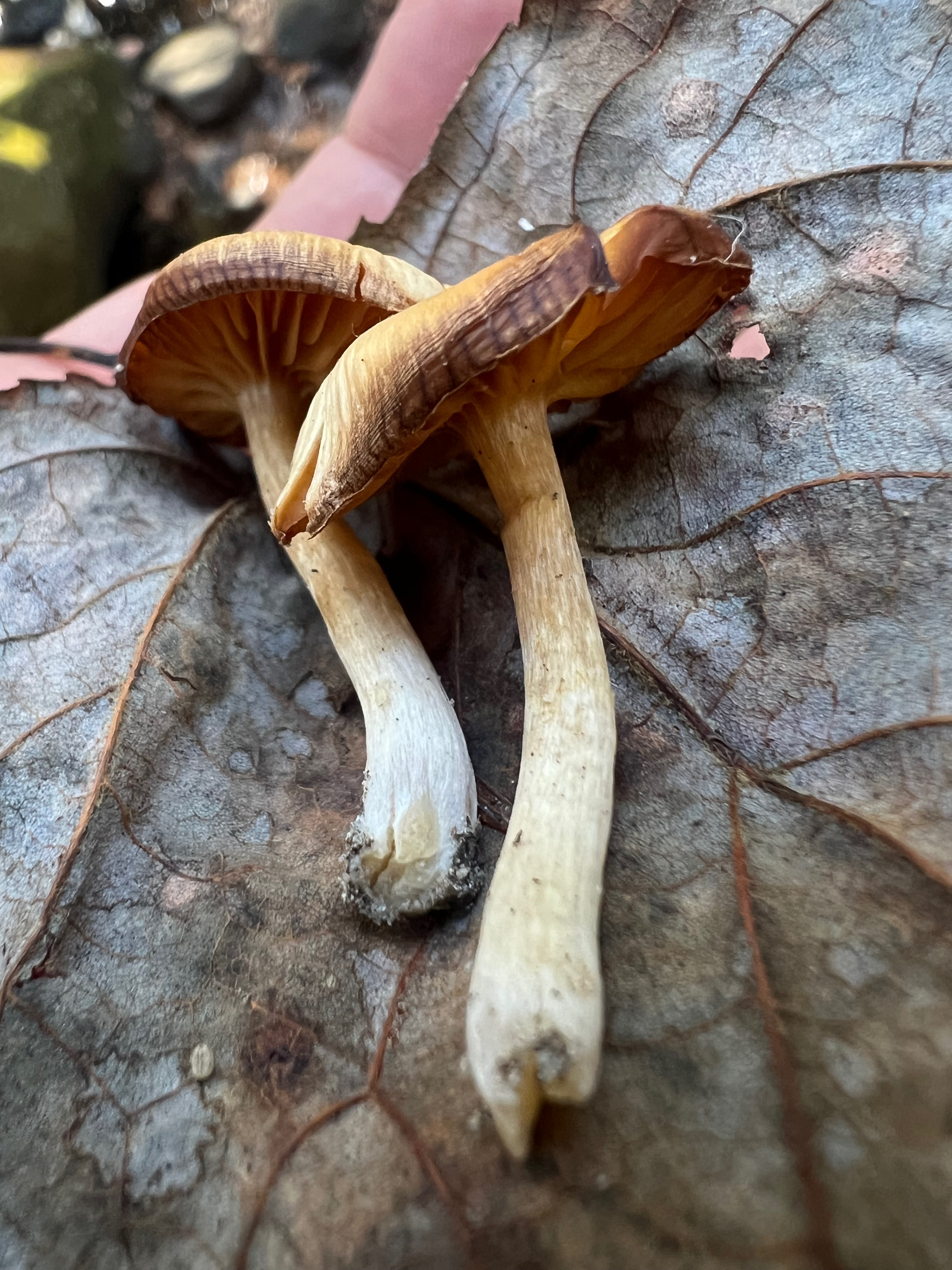 Humidicutis marginata